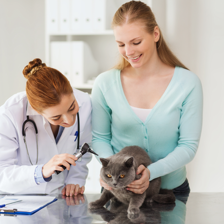 Volunteer and Vet with a Cat