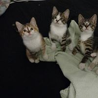 Three Kittens for Adoption